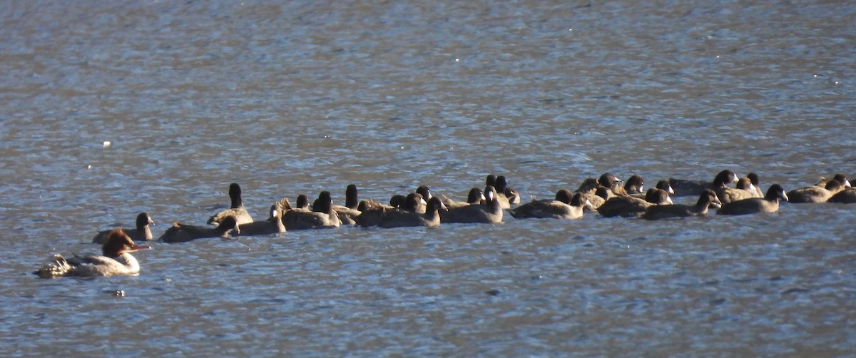 American Coot - ML646002529