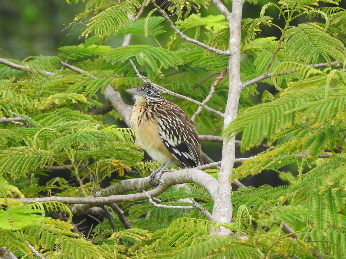 Lesser Roadrunner - ML646002532