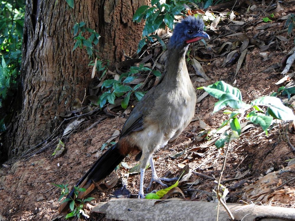 Чачалака рудогуза - ML646002537