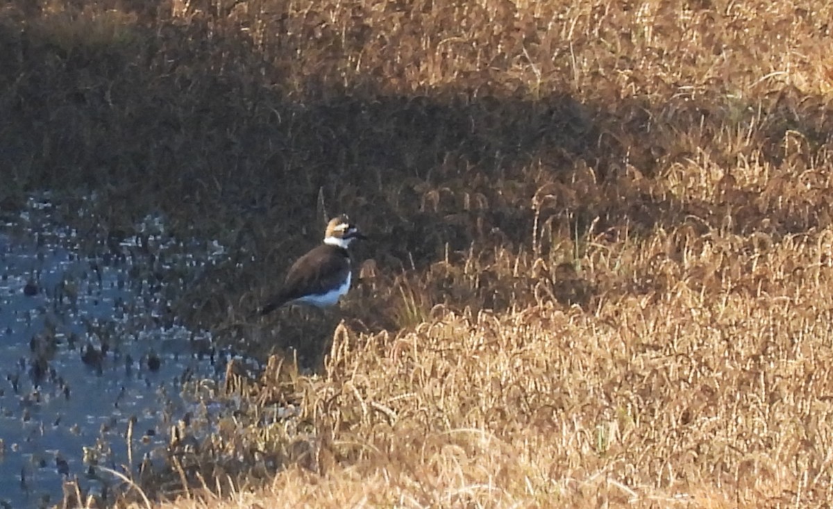 Killdeer - ML646002539
