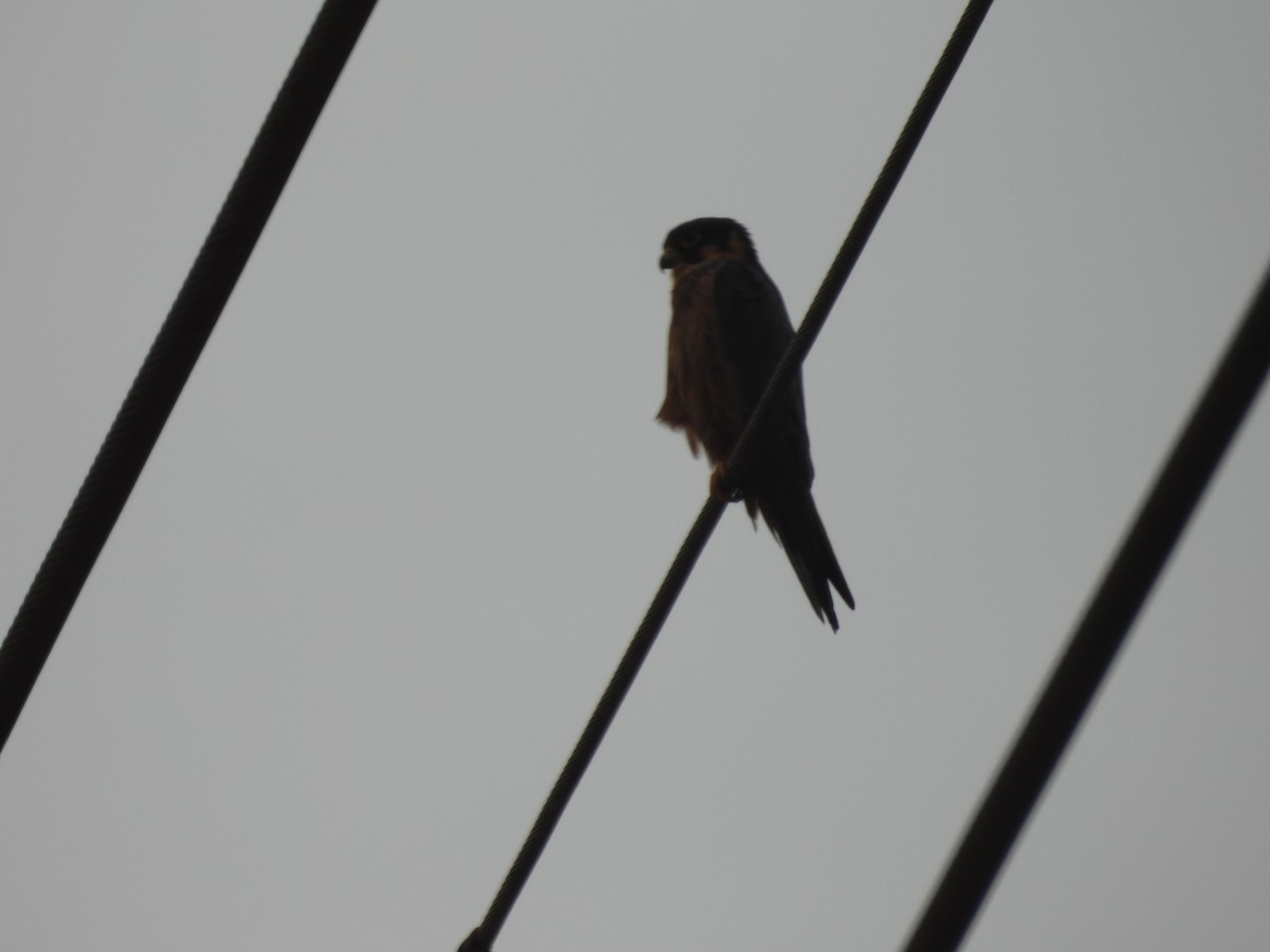 Afrikabaumfalke - ML646002551