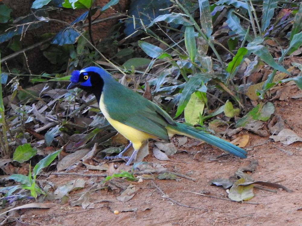 sojka zelenavá - ML646002552