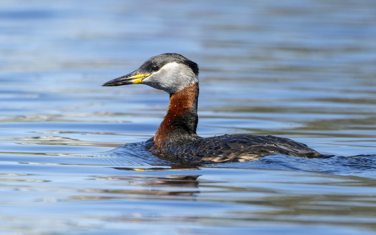 Somormujo Cuellirrojo - ML646002553