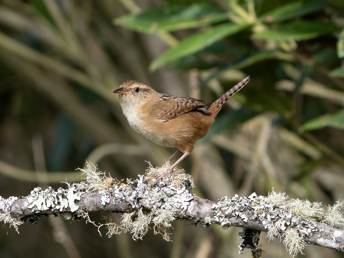 Grass Wren - ML646002555