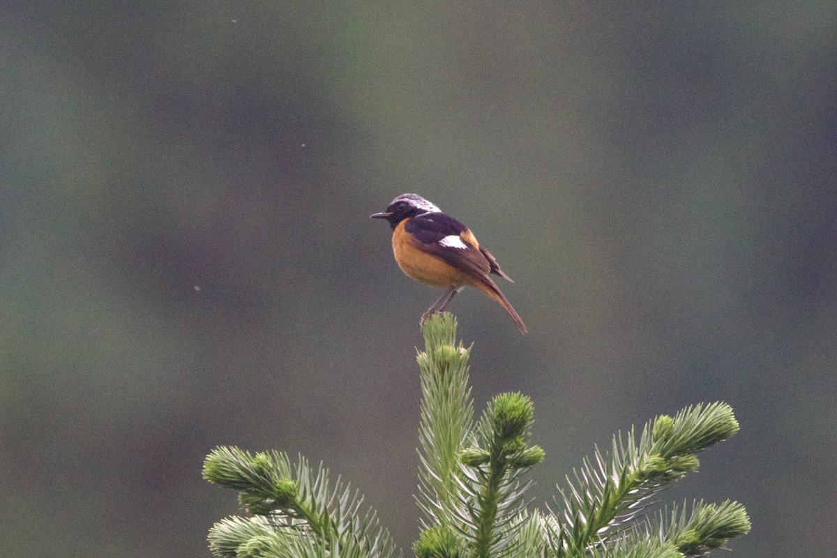 Daurian Redstart - ML646002556