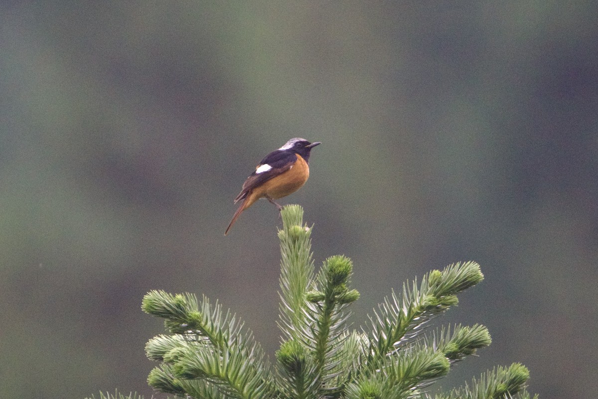 Daurian Redstart - ML646002557