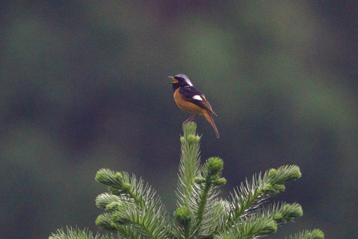 Daurian Redstart - ML646002558