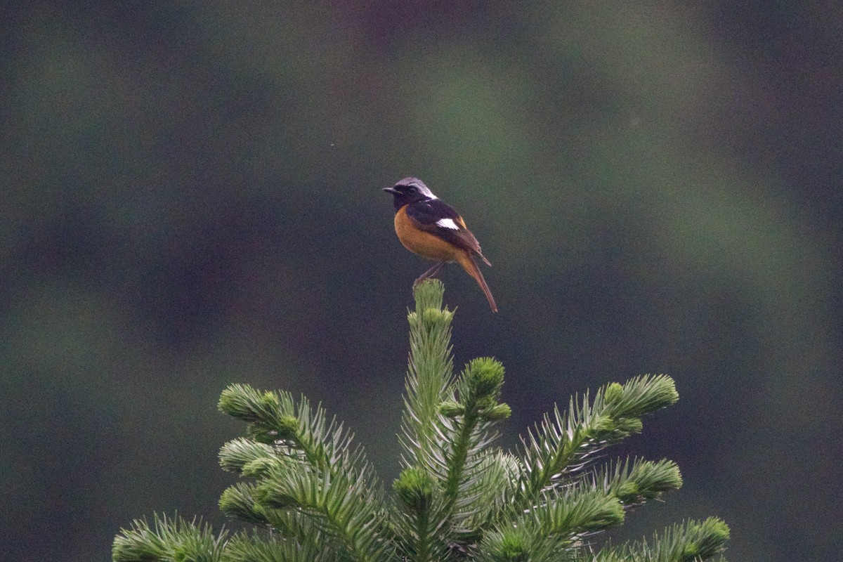 Daurian Redstart - ML646002559