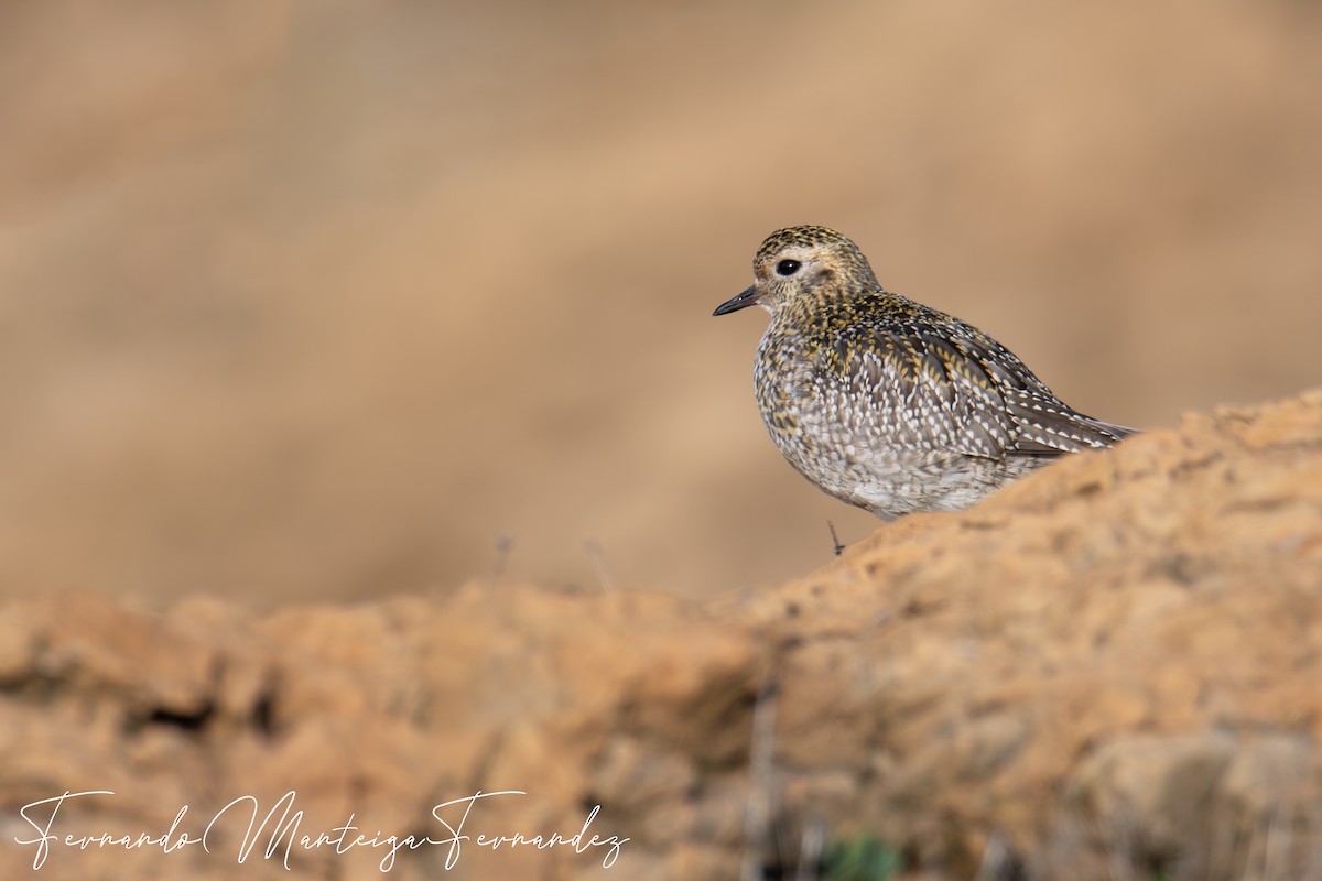 European Golden-Plover - ML646002562