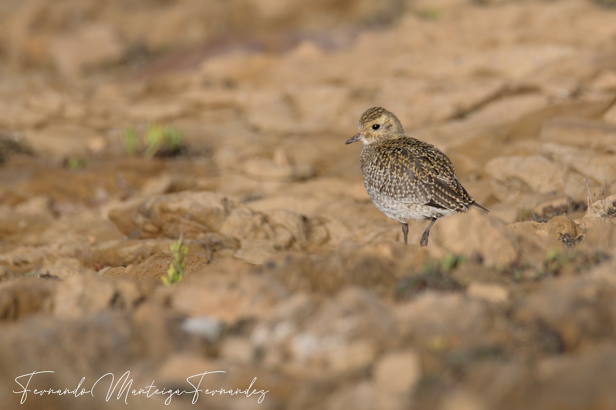 European Golden-Plover - ML646002563