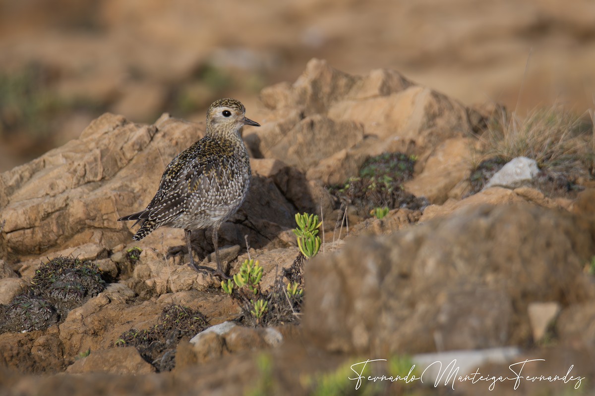 European Golden-Plover - ML646002564