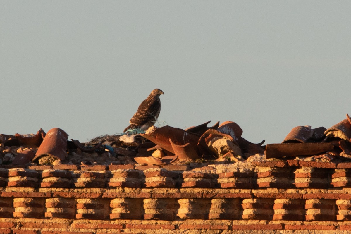 Eurasian Goshawk - ML646002569