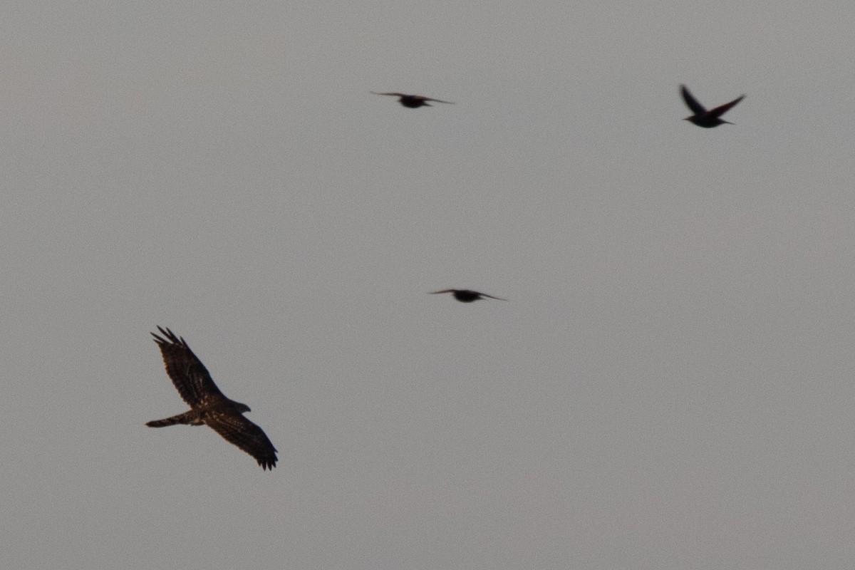 Eurasian Goshawk - ML646002575