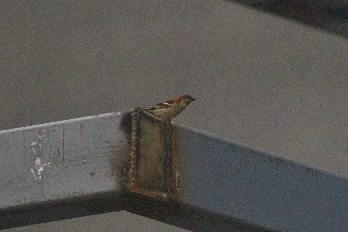 Russet Sparrow - ML646002576