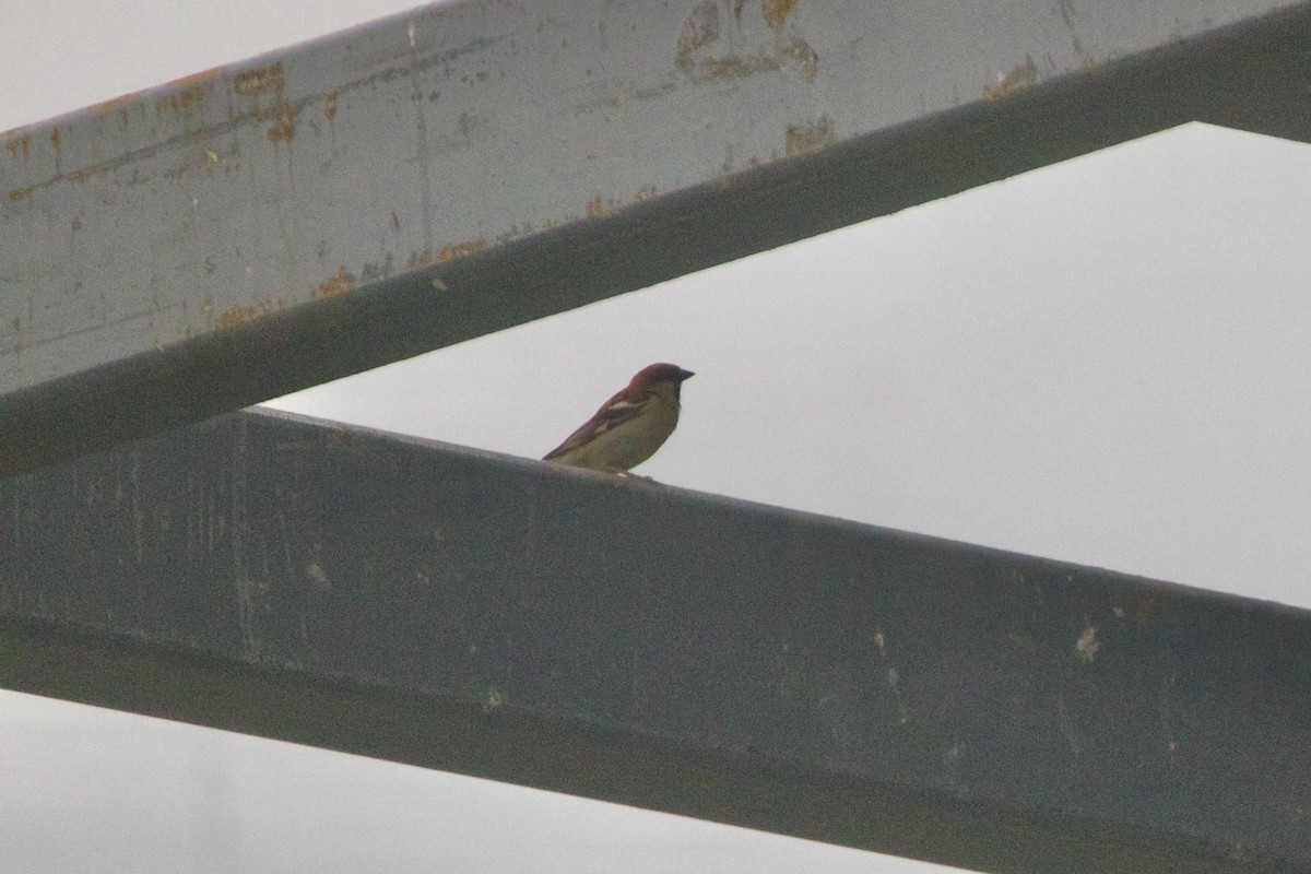 Russet Sparrow - ML646002577