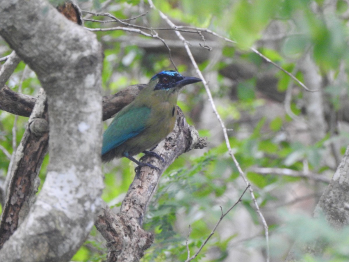 Lesson's Motmot - ML646002580