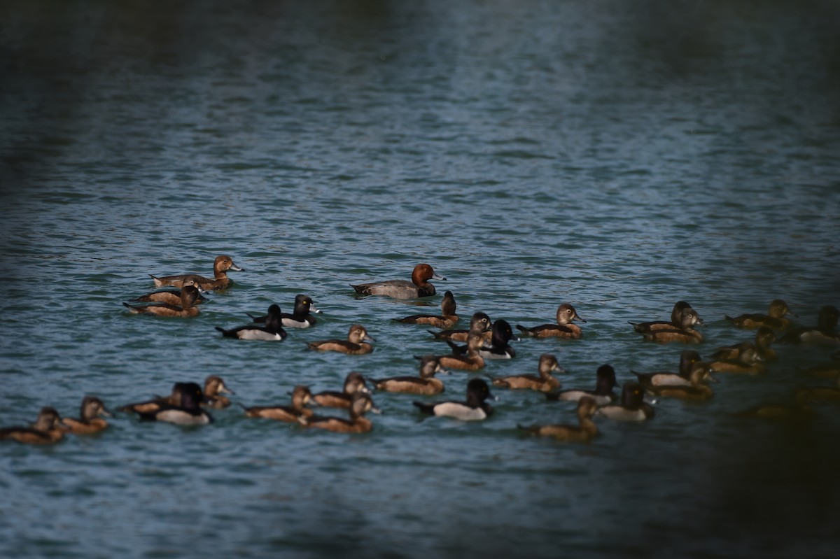 polák americký - ML646002581