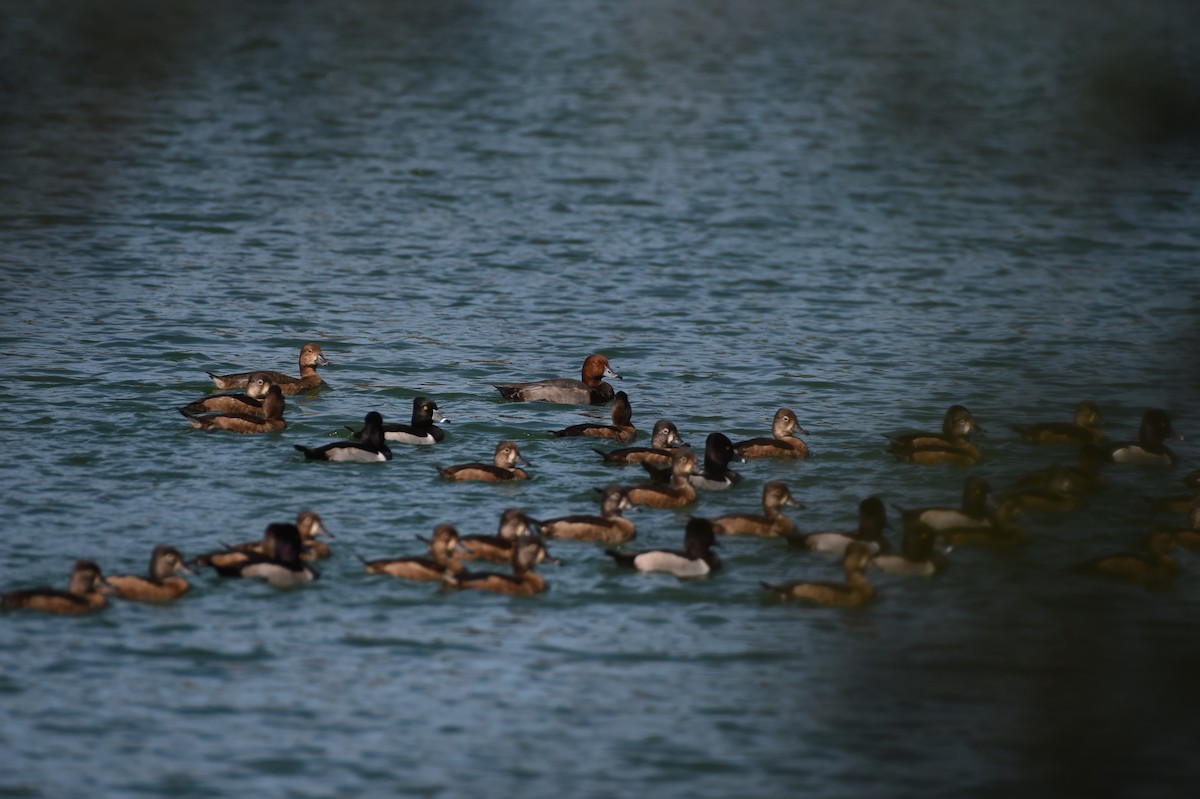 polák americký - ML646002583