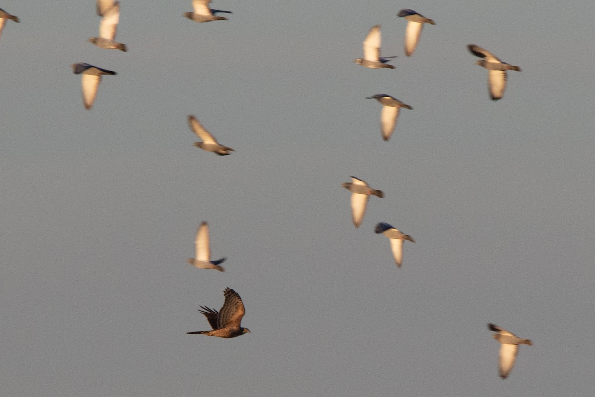 Eurasian Goshawk - ML646002584