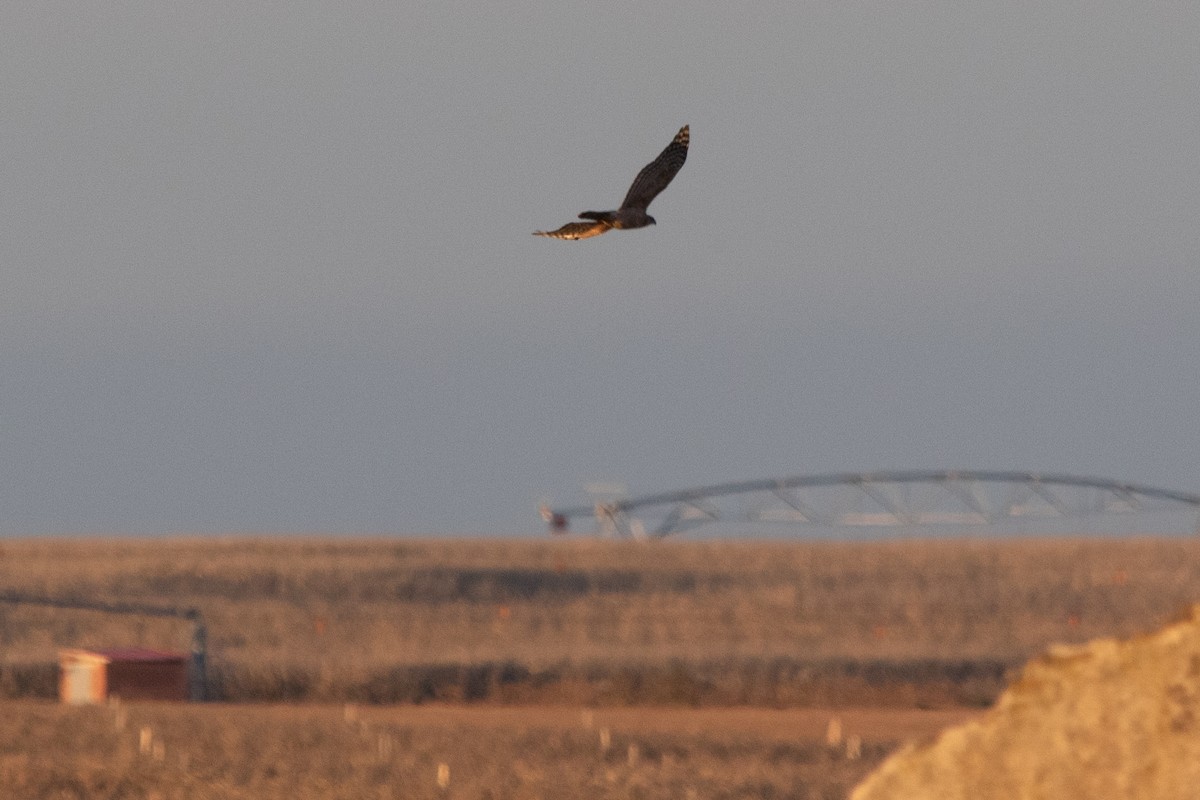 Eurasian Goshawk - ML646002585