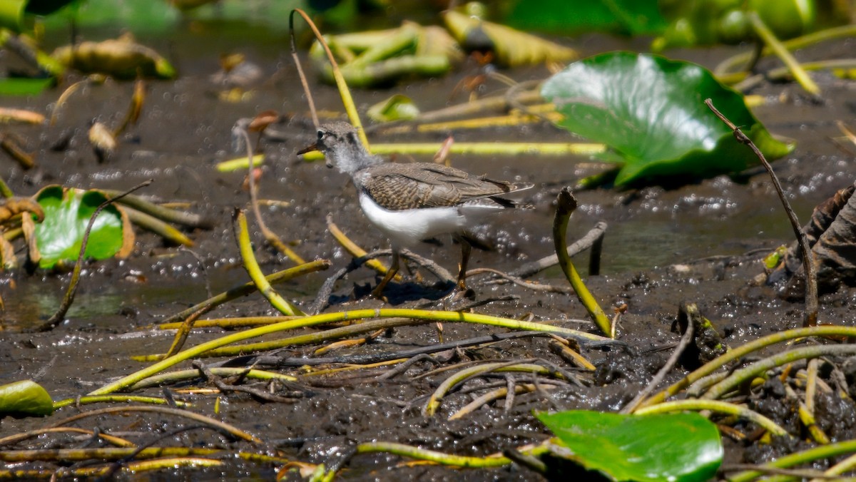 Spotted Sandpiper - ML646002586