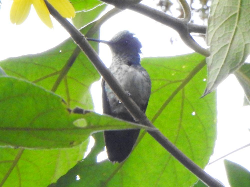 kolibřík zlatochvostý - ML646002592