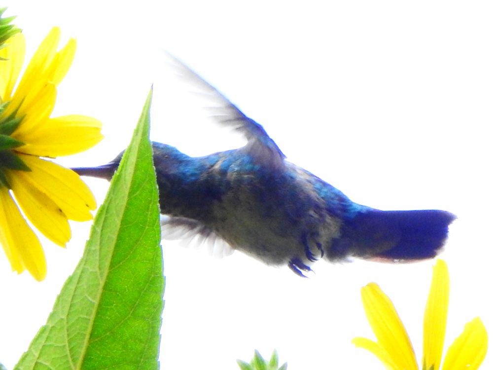 kolibřík zlatochvostý - ML646002593