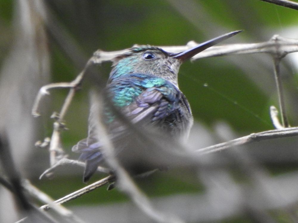 kolibřík zlatochvostý - ML646002594