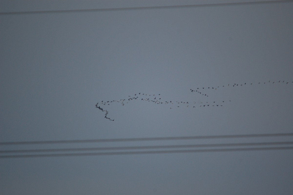 Snow Goose - ML646002596