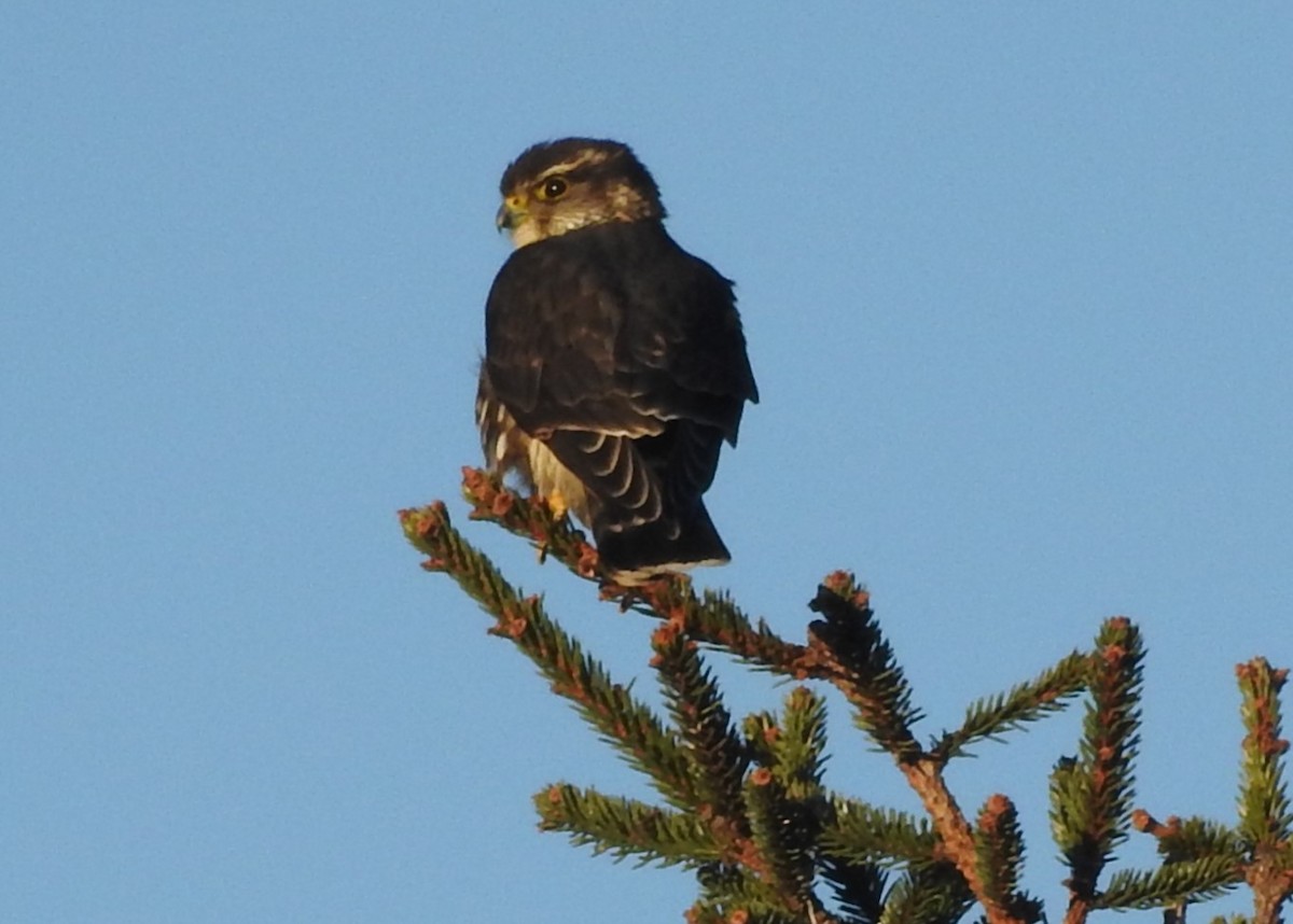 灰背隼 - ML646002597