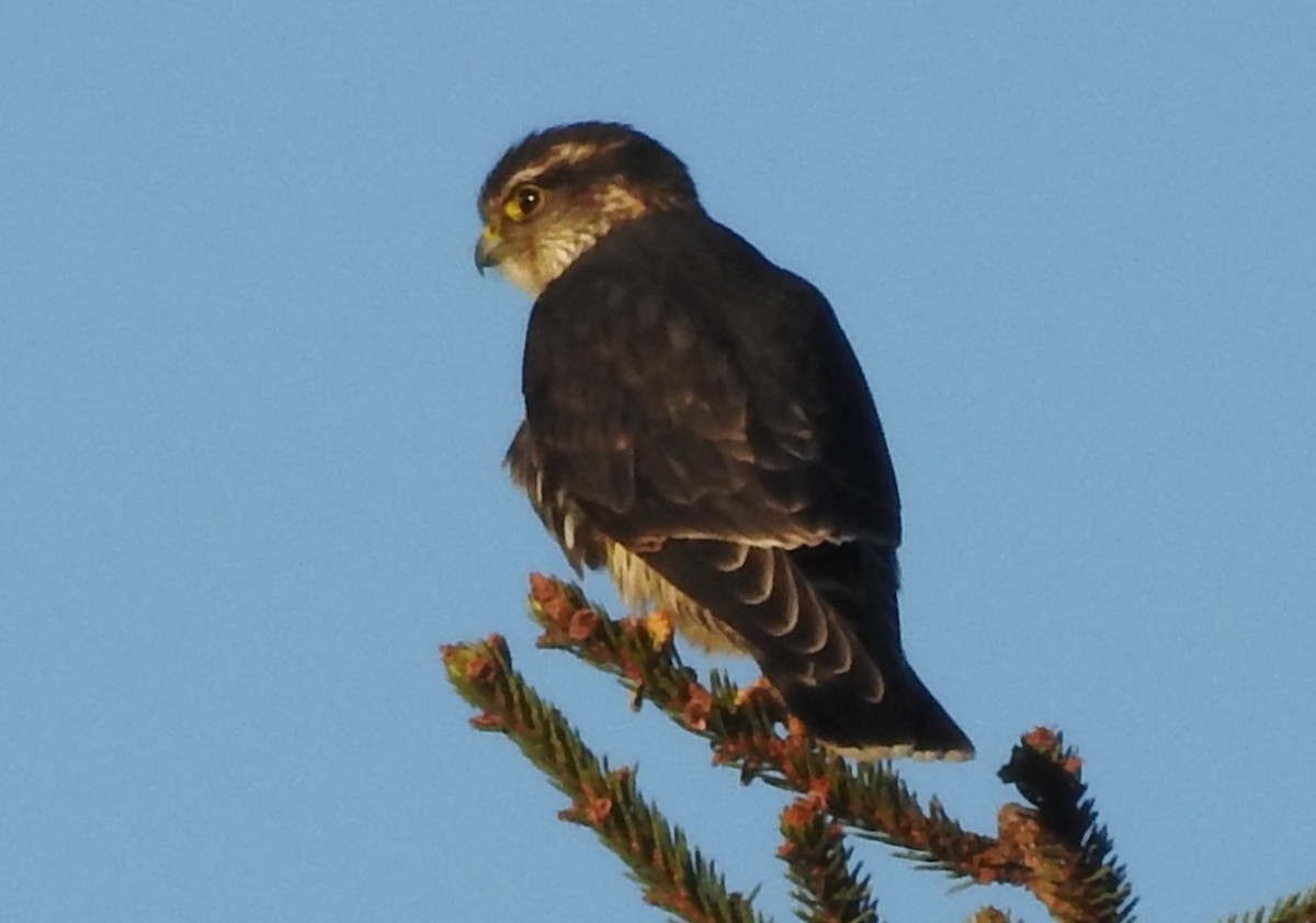 灰背隼 - ML646002598