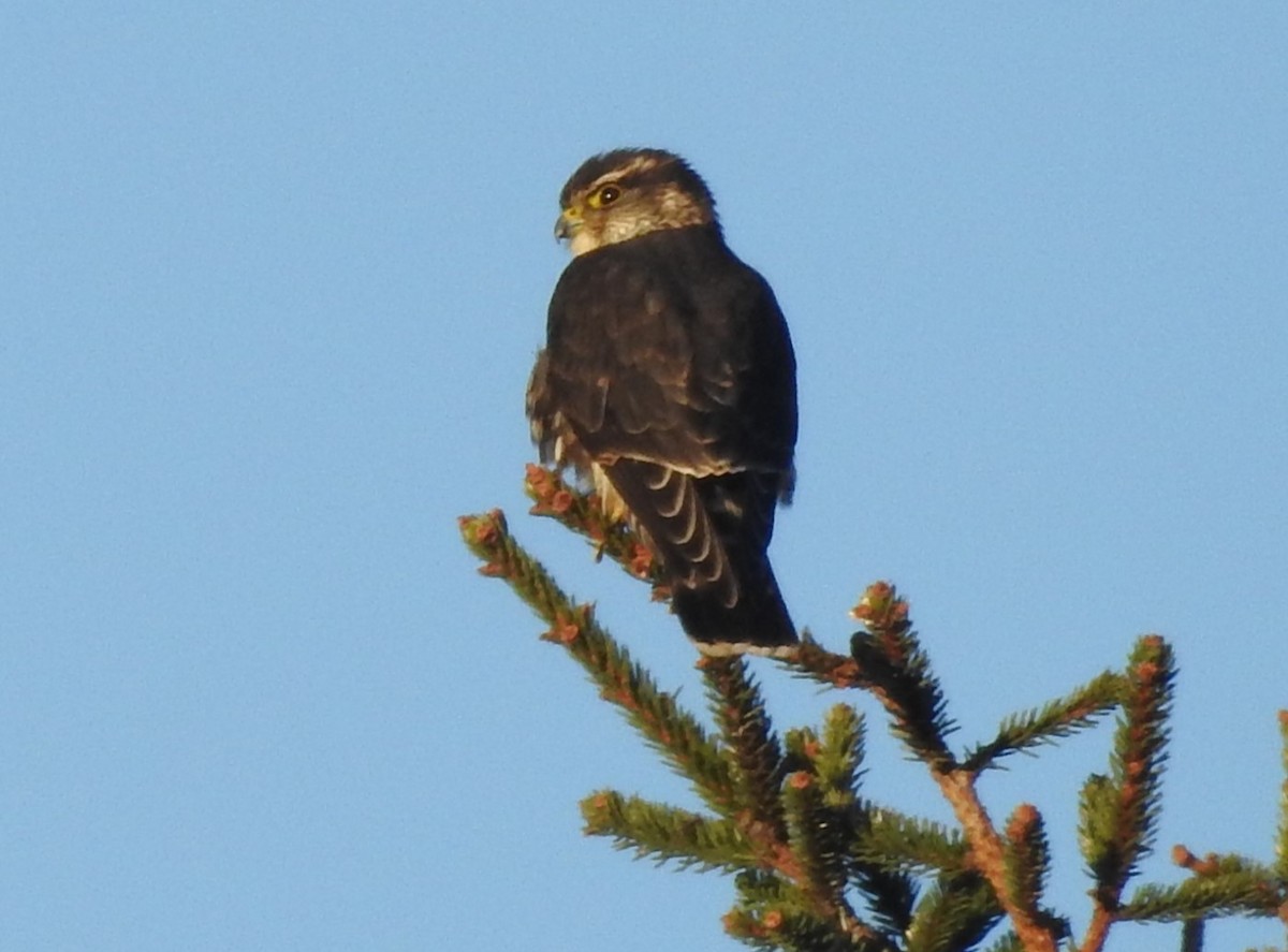 灰背隼 - ML646002599