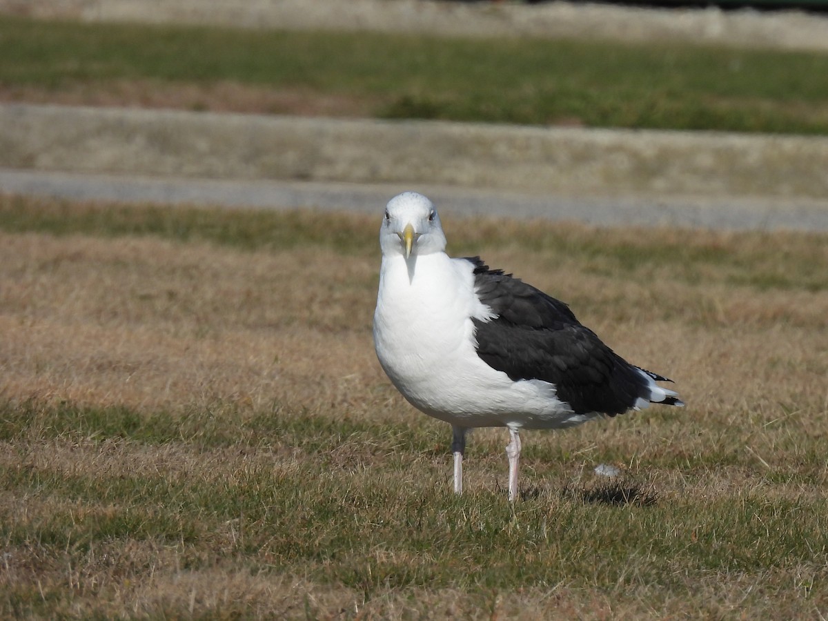 Great Black-backed Gull - ML646002612