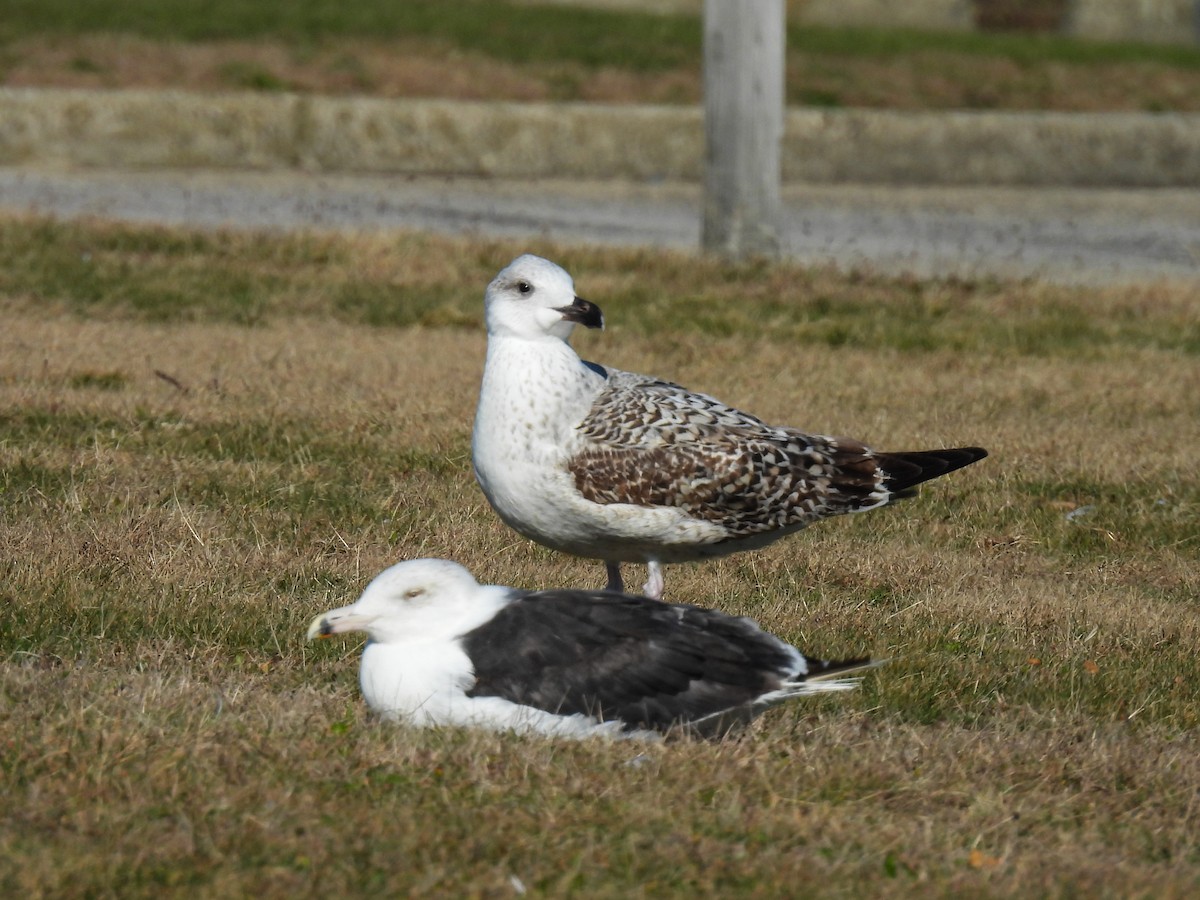Great Black-backed Gull - ML646002613