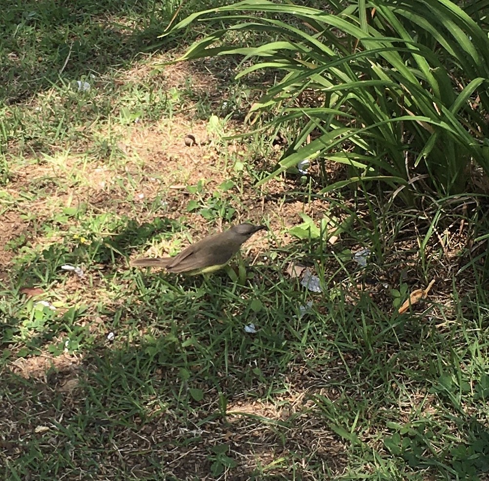 Tropical Kingbird - ML646002616