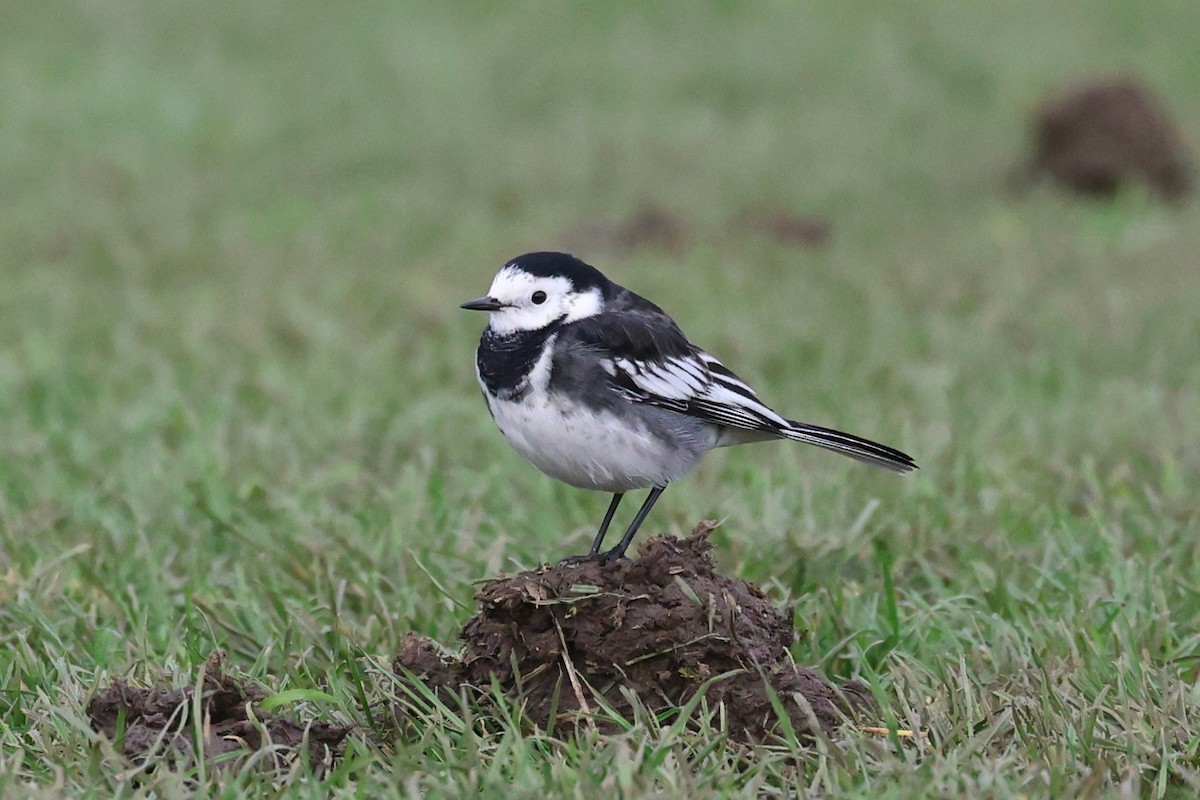 White Wagtail - ML646002618