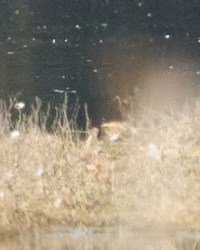 bekasina otavní - ML646002621