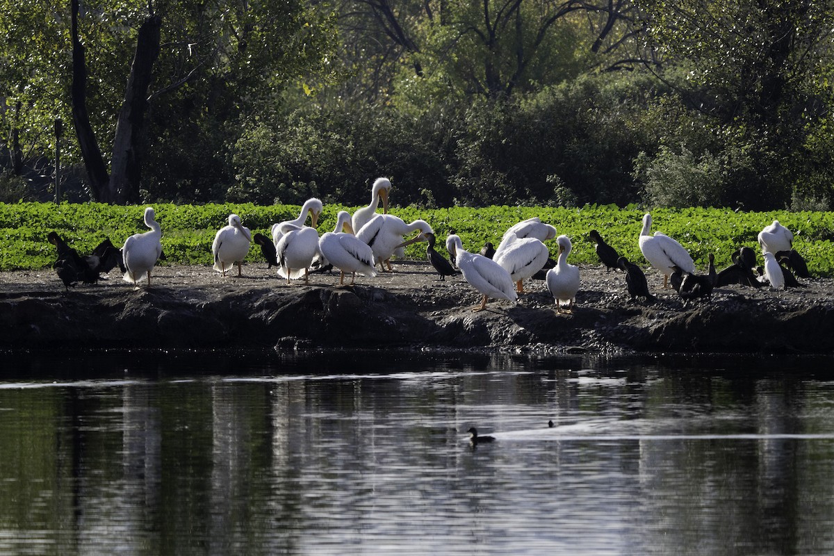 American White Pelican - ML646002625