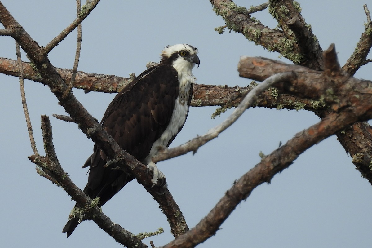 Balbuzard pêcheur - ML646002650