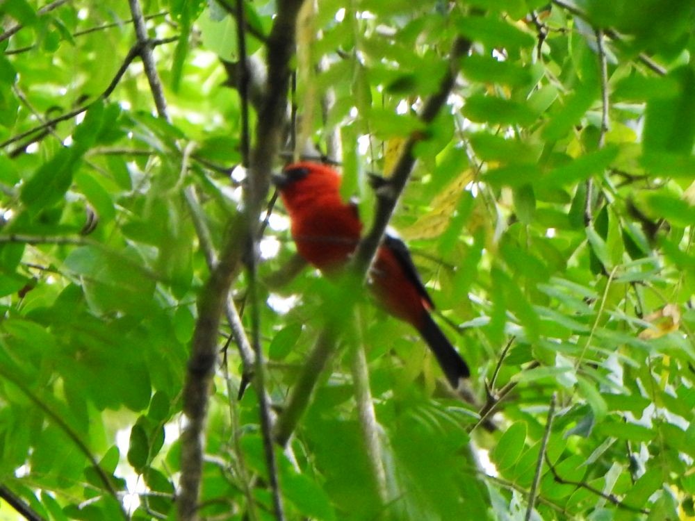 White-winged Tanager - ML646002654