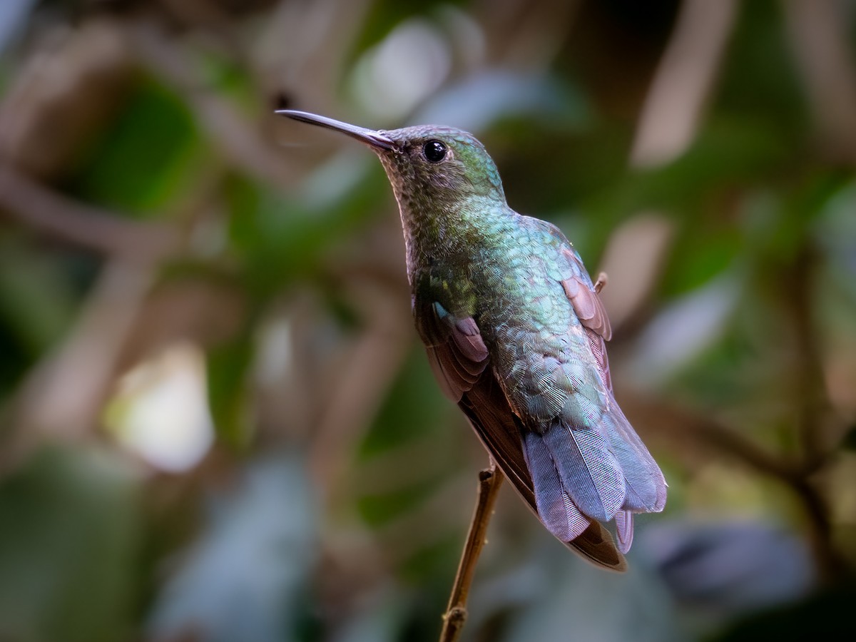 kolibřík skvrnitoprsý - ML646002659