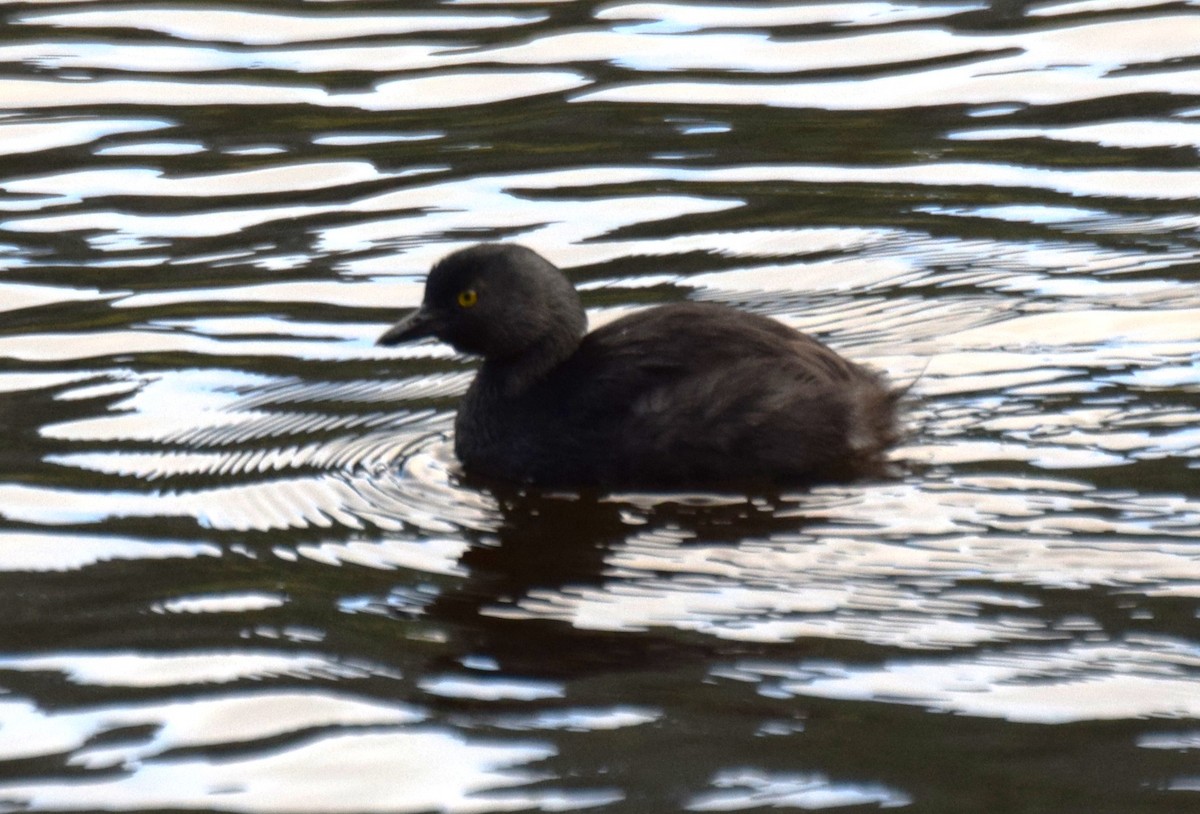 Amerika Küçük Batağanı - ML646002667