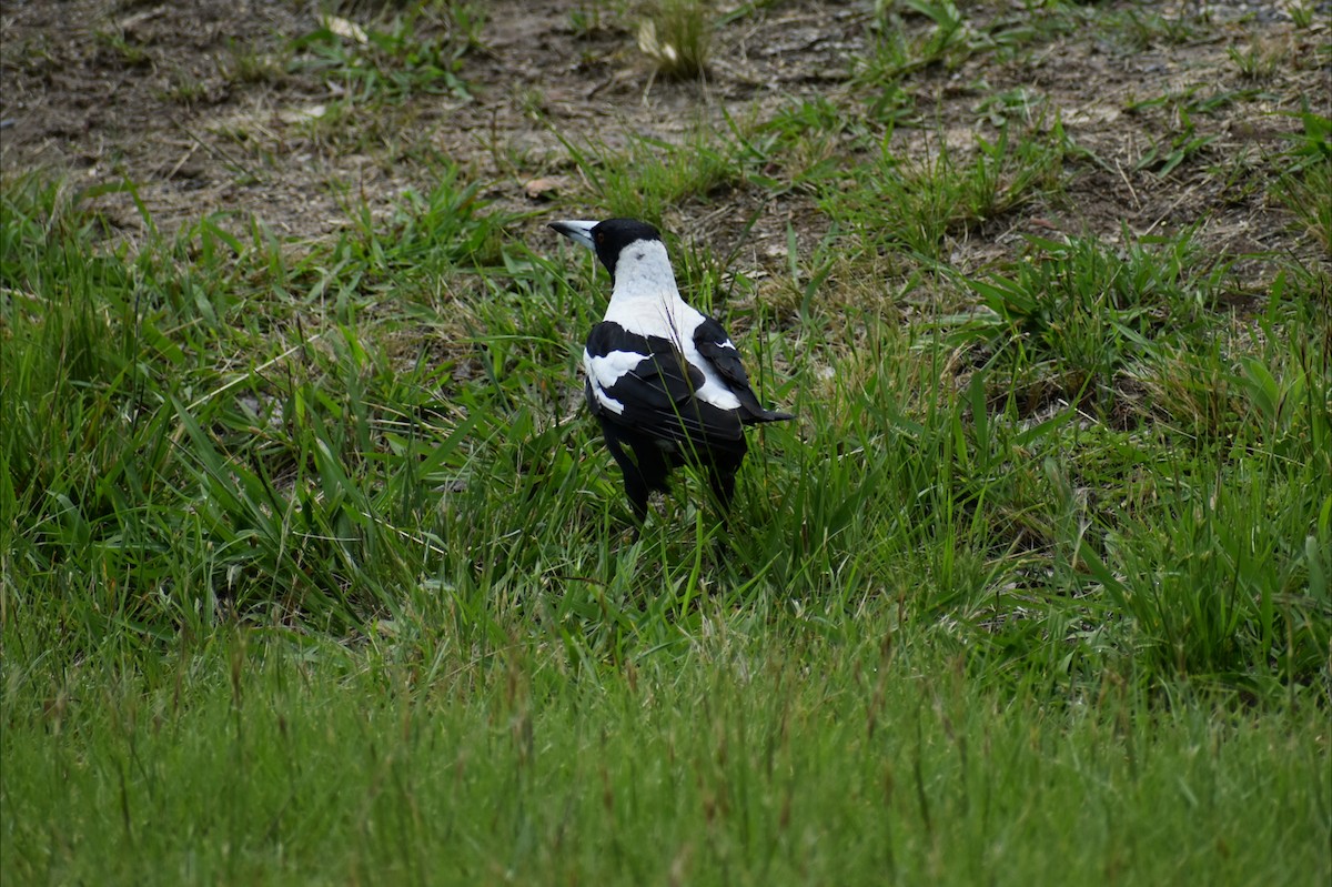 Australian Magpie - ML646002680