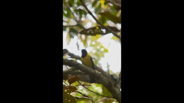 Hooded Berryeater - ML646002681