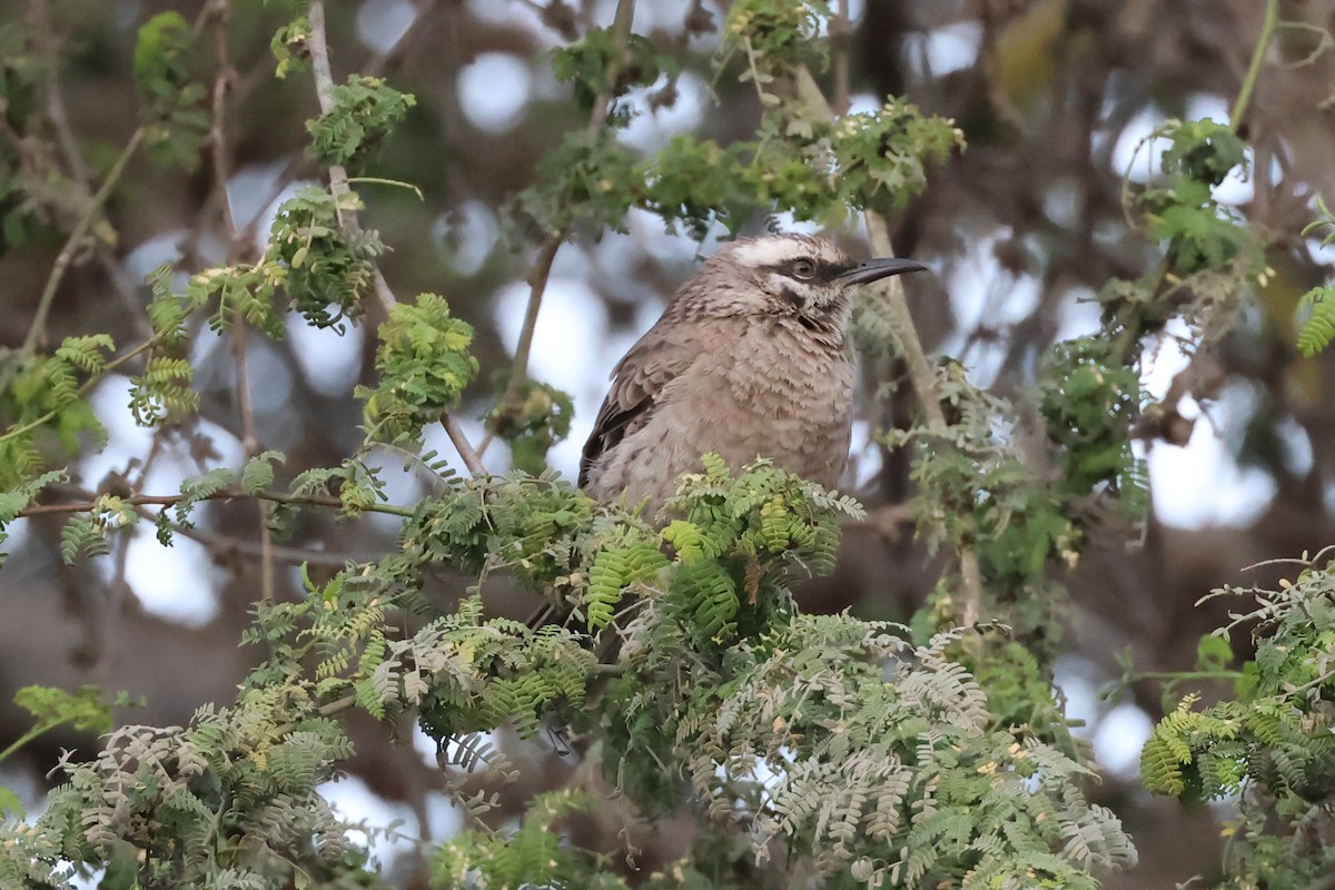 Long-tailed Mockingbird - ML646002685