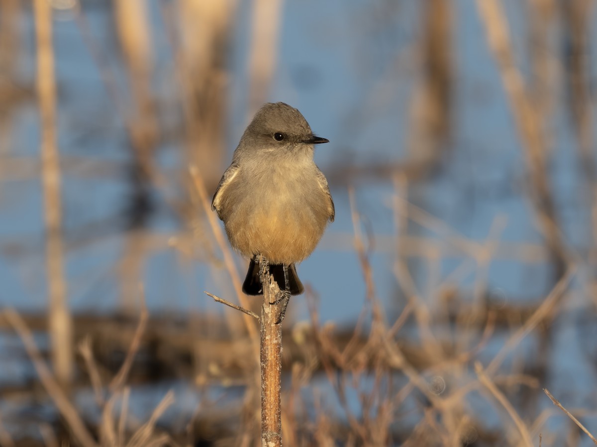 Say's Phoebe - ML646002687