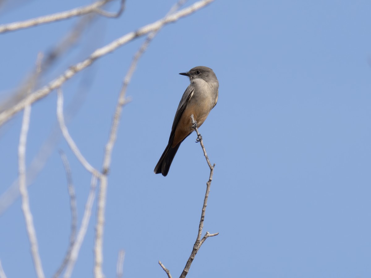 Say's Phoebe - ML646002688