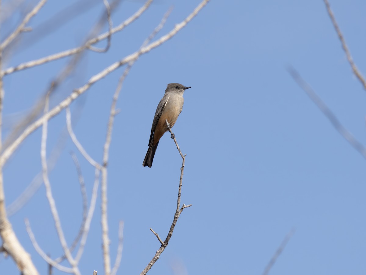 Say's Phoebe - ML646002690