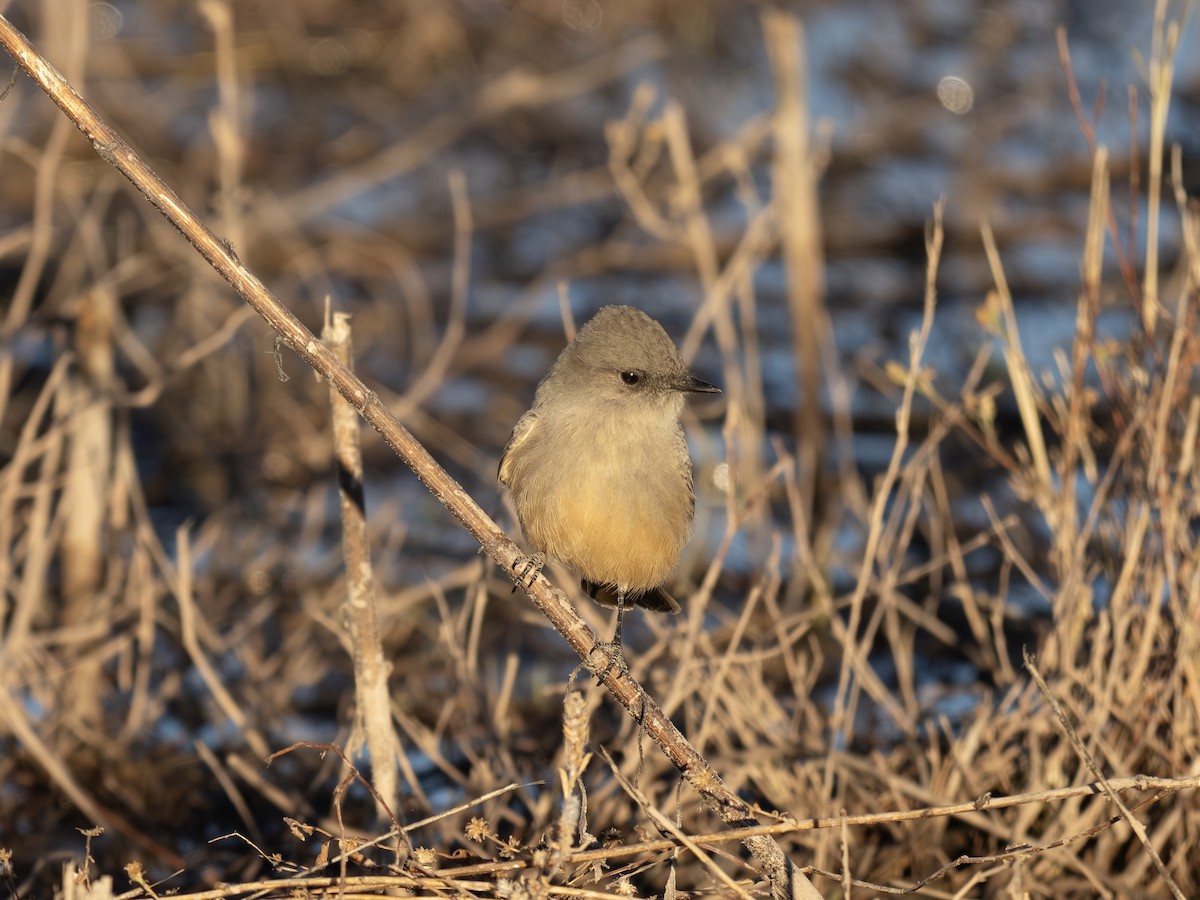 Say's Phoebe - ML646002691