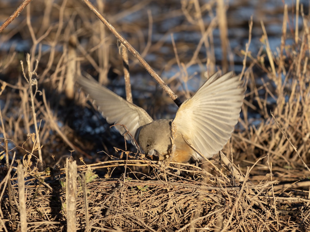 Say's Phoebe - ML646002692